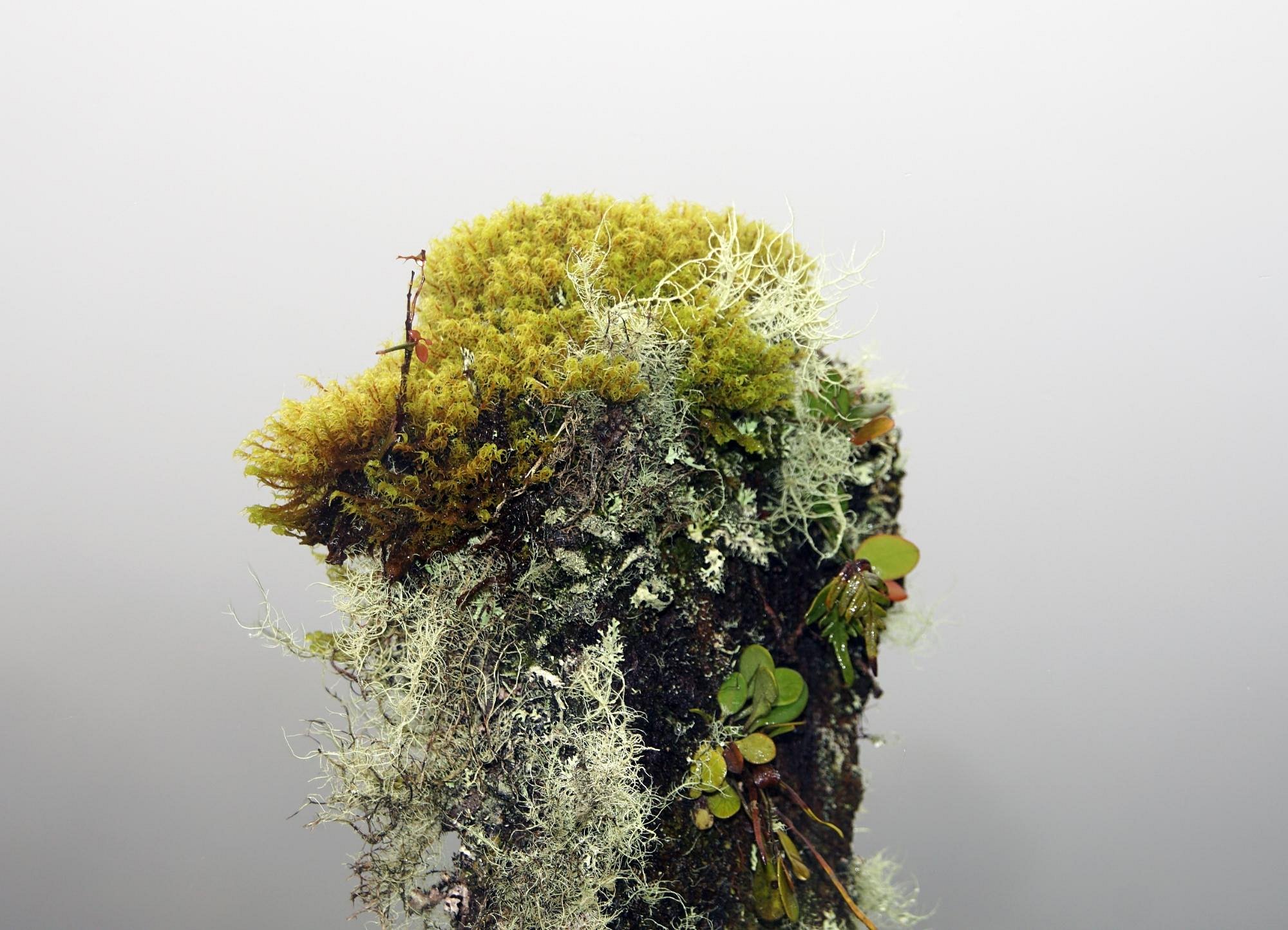 mousses, lichens et plantes sur un tronc d'arbre mort, parc juan castro blanco, Costa Rica